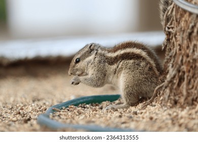 A nimble squirrel, with its fluffy tail twitching, delicately savors a meal. Its tiny, agile hands clutching food, a delightful glimpse of nature's beauty. - Shutterstock ID 2364313555