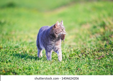 Cat Chasing His Tail Images Stock Photos Vectors Shutterstock