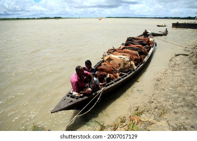 Nimdi Point On The Teatulia River At Bauphal In Coastal Patuakhali, Bangladesh - July 13, 2021: Boat Laden With Sacrificial Animals Stopped Due To Engine Failure.