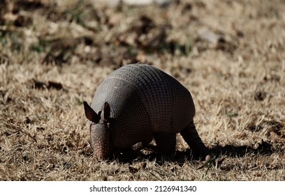 Nine Banded Armadillo Digs In Winter Field.