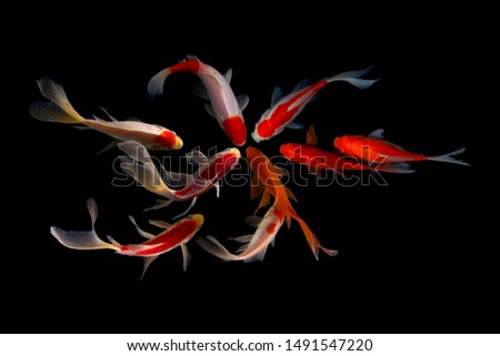 Nine of the best koi fish Black background