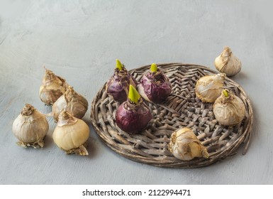 Nine Bulbs Of Hyacinths Of Different Varieties On A Wicker Circle On A Gray Background. Spring Forced Flowering Concept.