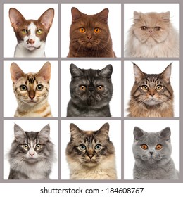 Nine Cat Heads Looking At The Camera