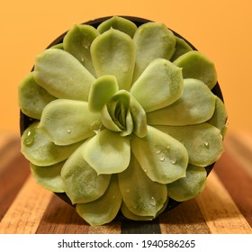 Nine Centimeter Succulent Hybrid Sometimes Called Artic Ice 