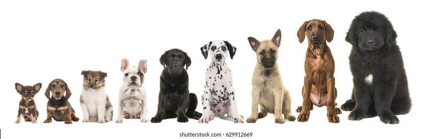 Nine different breed puppy dogs on a row from small to large isolated on a white background