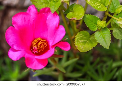 9 O Clock Flower Images Stock Photos Vectors Shutterstock