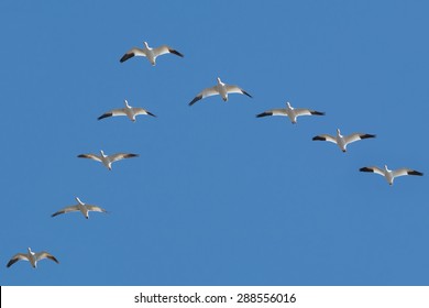 Nine Snow Geese are flying in a V formation across the blue sky. Also known as a Blue Goose. Rivière Beaudette, Green Valley, Ontario, Canada.