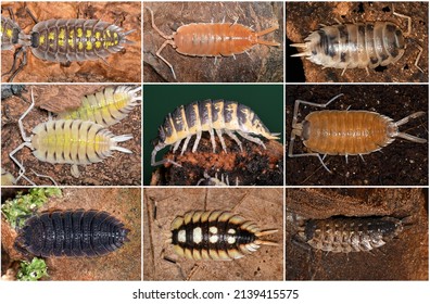 Nine Species Of Porcellio, A Genus Of Woodlice In The Family Porcellionidae.