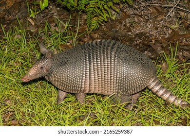 Nine-banded Armadillo - Dasypus Novemcinctus