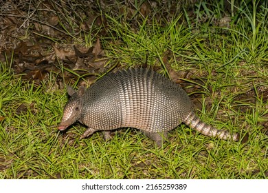 Nine-banded Armadillo - Dasypus Novemcinctus