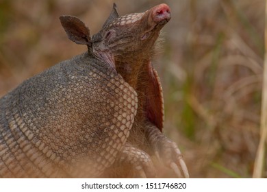 Nine-banded Armadillo
Latin Name: Dasypus Novemcinctus