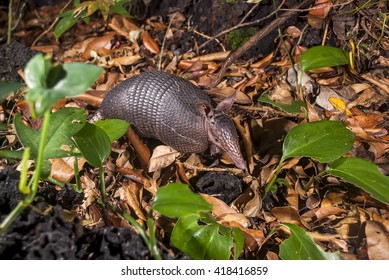 448 Nine banded armadillo Images, Stock Photos & Vectors | Shutterstock