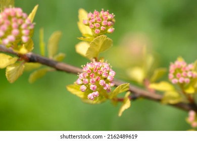 Ninebark Tiny Wine flowers - Latin name - Physocarpus opulifolius Tiny Wine