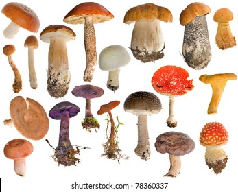 387,168 Mushrooms Isolated Images, Stock Photos & Vectors | Shutterstock