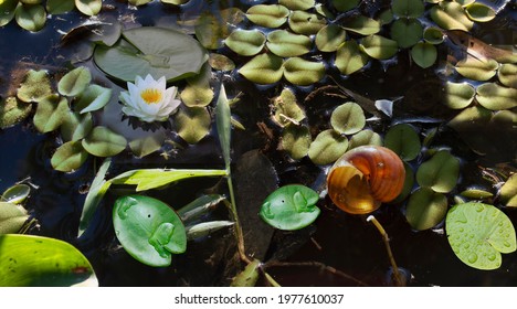 Aquatic Plants Names Imagenes Fotos De Stock Y Vectores Shutterstock