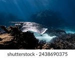 Ningaloo Nyinggulu Exmouth Western Australia Diving Stingray