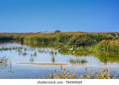 Ningxia Shizuishan Shahu Wetland Natural Landscape