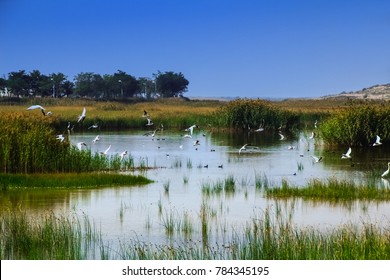 Ningxia Shizuishan Shahu Wetland Natural Landscape