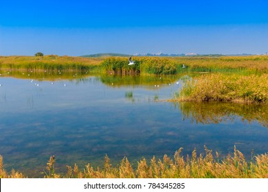 Ningxia Shizuishan Shahu Wetland Natural Landscape