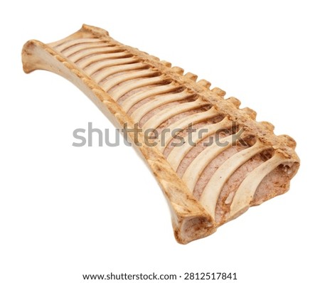 Ninth Rib Realistic Ninth Rib Presented In Thre Isolated On White Background