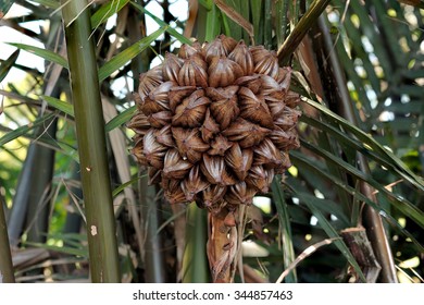 Globular Fruit Cluster Nipa Palm Atap Stock Photo 583613107 | Shutterstock