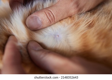 Nipple male cat. A nipple of a small fluffy mammal. Nipple in animal fur.