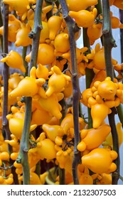 Nipplefruit Is An Auspicious Decorative Plant To Usher In The Chinese New Year, Notably The Year Of The Ox, Giving Its Udder Shape