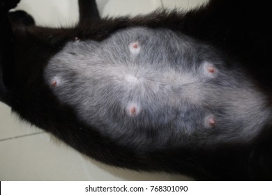 Black nipples pornhub images 100