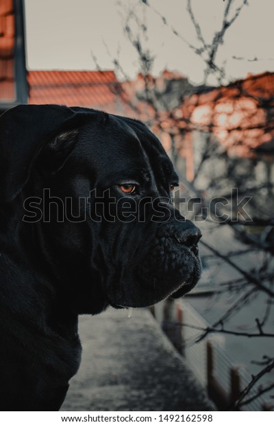 Nis Pantelej Serbia 5102019 Cane Corso Stock Photo Edit Now