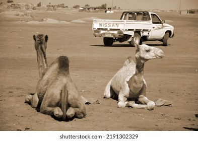 Nissan Truck And Camels Sitting On The Sand .Transport Of Sinai Desert.November 8, 2020. Egypt, Sharm El Sheikh