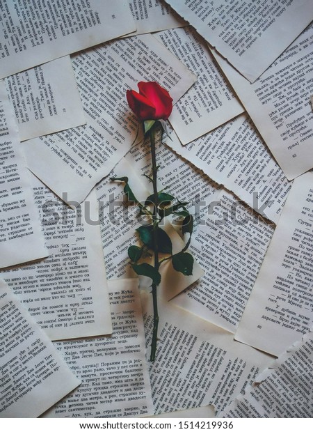 Nisserbia Red Rose On Ripped Book Stock Photo Edit Now