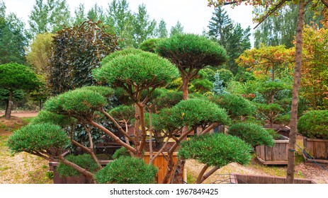 Niwaki Technique For Cutting Coniferous Trees. Mountain Pine Bonsai As An Example Of Topiary Art. Drip Irrigation System For Trees In A Plant Nursery.