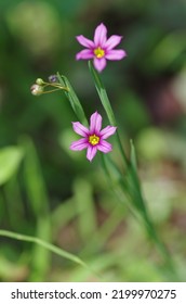 Niwazekishou （Sisyrinchium Rosulatum）, Annual Herb Of The Iris Family