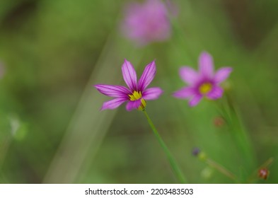 Niwazekishou （Sisyrinchium Rosulatum）, Annual Herb Of The Iris Family