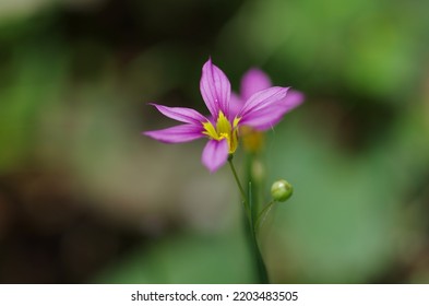 Niwazekishou （Sisyrinchium Rosulatum）, Annual Herb Of The Iris Family