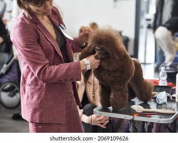 Nizhny Novgorod Russia-10.15.2021: Poodle At The Dog Hairdresser At A Dog Show. A Professional Groomer Makes A Dog's Hair Before Dog Competition
