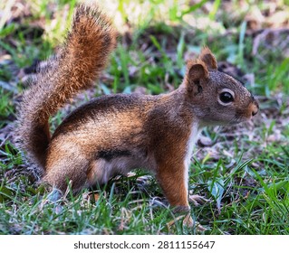 No AI. A rambunctious red squirrel close up.
