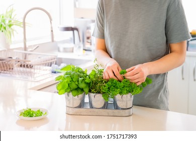 No face man picking leaves of homegrown greenery. Home gardening on kitchen. Pots of herbs with basil, parsley, thyme. Home planting and food growing. Sustainable lifestyle, plant-based foods - Powered by Shutterstock