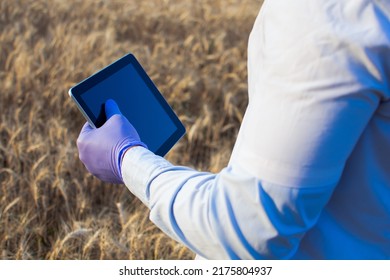 No Face Person Businessman Hold Tablet Touch Pad Computer Botanic Scientist Man Wear Shirt Copy Space For Inscription Experienced Agronomist Examining Wheat Grain In Field Takes Readings Agribusiness