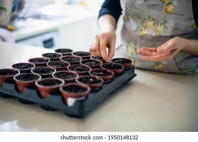 No face woman planting seeds in small pots at home kitchen. Preparing for new kitchen garden season. Sowing seeds. Soft selective focus, copy space. - Powered by Shutterstock