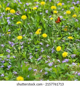 No Mow May - Overgrown Weeds Left To Flower Among The Grass On A Lawn In Spring, To Feed Pollinators.