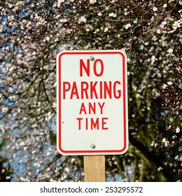 No parking any time sign with cherry blossom in background