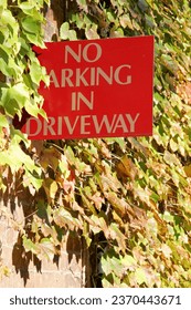 No Parking in Driveway. Red, gold sign. Wall of building. Boston ivy. Fall. Autumn. Bright, sunny day. Warning. Prohibited. Forbidden. Lettering. Leaves turning color colour.
