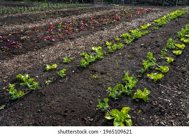 No Till Beds In Organic Garden Full Of Crops At Early Spring.