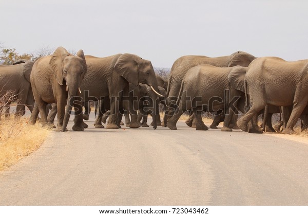 No Way Through Herd Elephants Crossing Stock Photo Edit Now