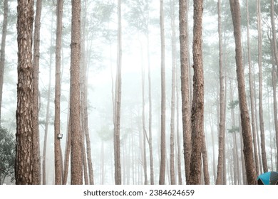 No.92 collection 4 Fog in the winter forest - Powered by Shutterstock