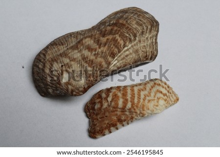 Noah's ark shell or Noah's ark, Noah's arch (Arca noae) isolated on a white background
