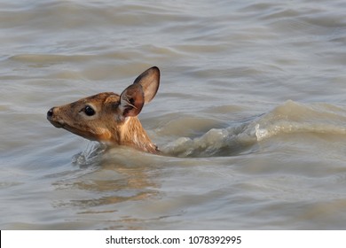 Noakhali, Bangladesh - May 21, 2012: A Spotted Deer Drowns In A Surging Meghna River At Nijhum Dwip At Hatiya Upazila In Noakhali District Coastal Area, Bangladesh On May 21, 2012.