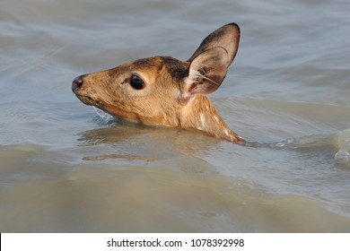 Noakhali, Bangladesh - May 21, 2012: A Spotted Deer Drowns In A Surging Meghna River At Nijhum Dwip At Hatiya Upazila In Noakhali District Coastal Area, Bangladesh On May 21, 2012.