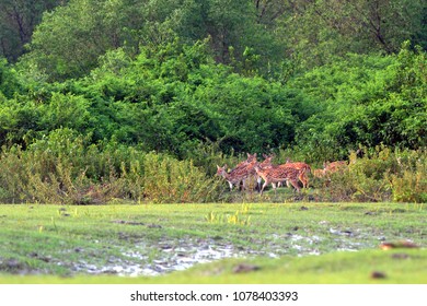 Noakhali, Bangladesh - May 21, 2012: The Beautiful Spotted Deer On The Southern Island Of Nijhum Dwip At Hatiya Upazila In Noakhali District Coastal Area, Bangladesh On May 21. 2018.